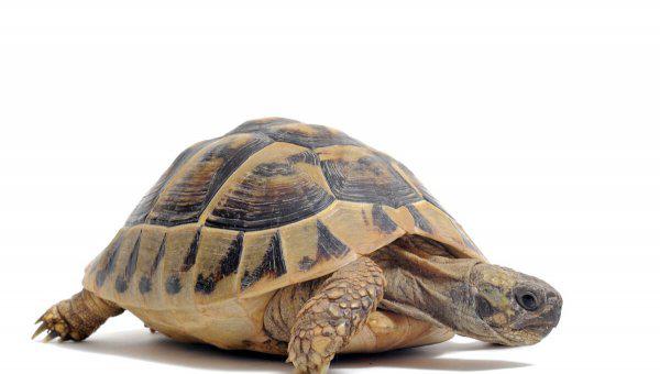 巴西龟冬眠放水还是放沙