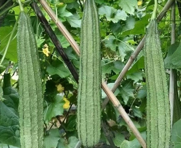 五月份种植什么蔬菜最好