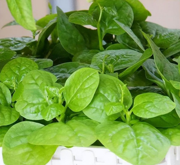 五月份种植什么蔬菜最好