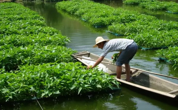 五月份种植什么蔬菜最好