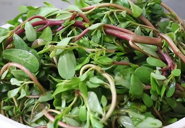 五月份种植什么蔬菜最好