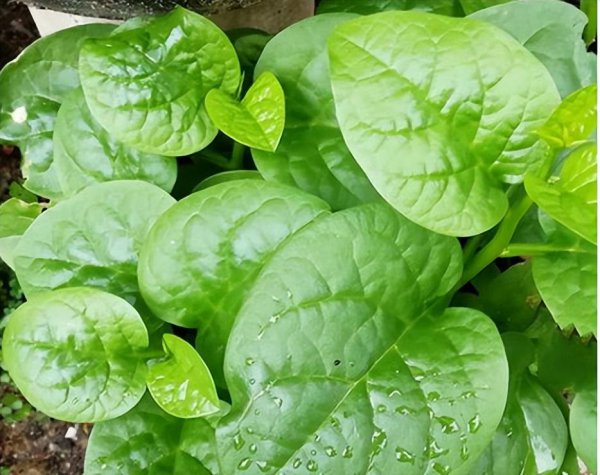 五月份种植什么蔬菜最好