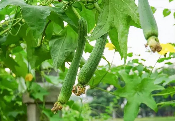 五月份种植什么蔬菜最好