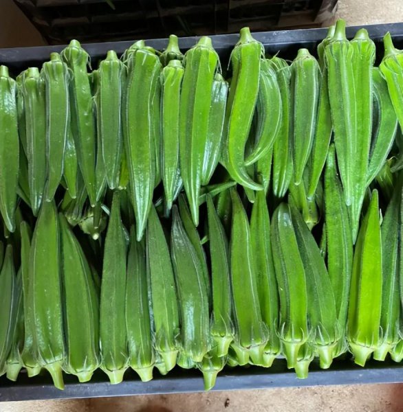 五月份种植什么蔬菜最好