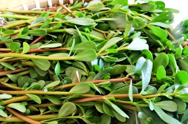 五月份种植什么蔬菜最好