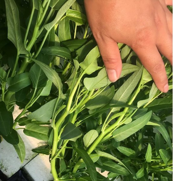 五月份种植什么蔬菜最好