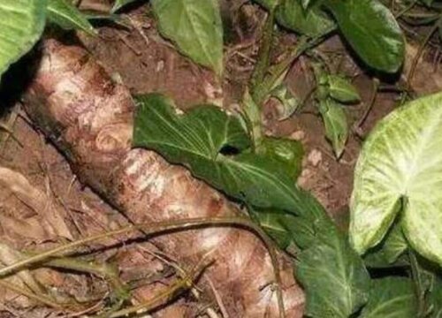 山芋什么时候成熟