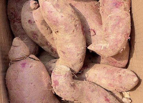 山芋什么时候成熟