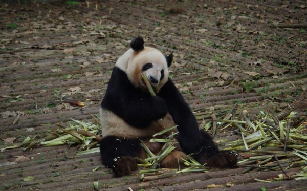 熊猫有什么爱好和本领