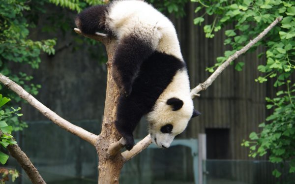 熊猫有什么爱好和本领