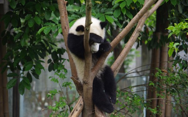 熊猫有什么爱好和本领