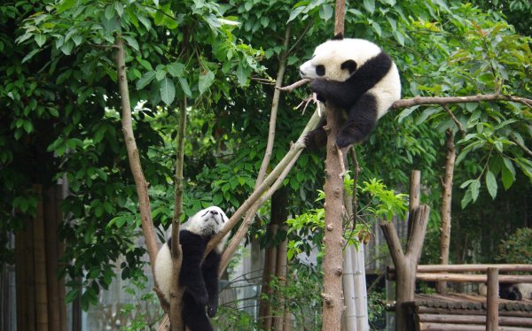 熊猫有什么爱好和本领