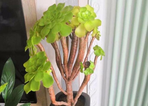 法师夏天怎么度夏安全