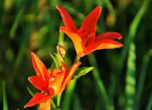 百合花的品种及名称图片