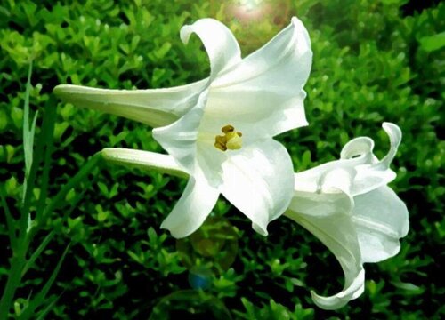 百合花的品种及名称图片