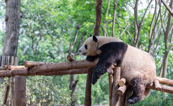 大熊猫是什么动物