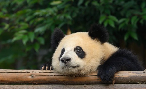 大熊猫是什么动物