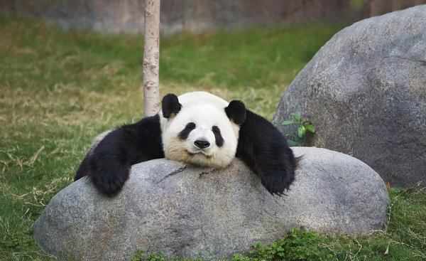 大熊猫是什么动物