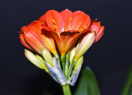 用什么植料养护君子兰可以促进开花