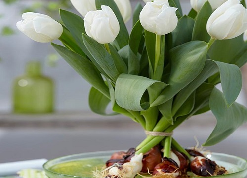 郁金香可以水培吗