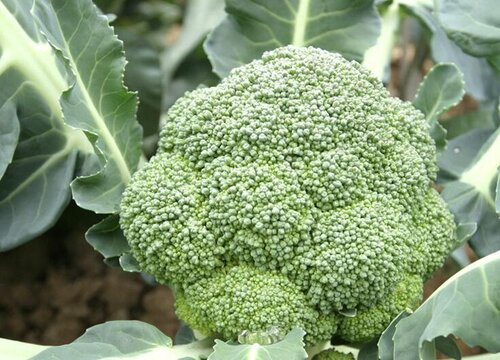 养的宠物狗狗可以吃西兰花吗