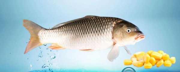 鲤鱼死了一夜还能吃吗