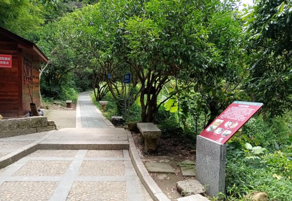 深圳梧桐山有多高