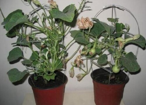 手捻葫芦种植时间和方法