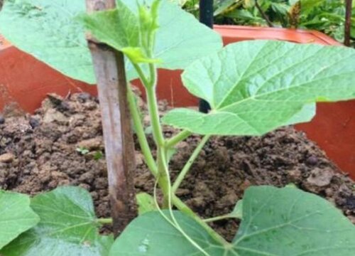 手捻葫芦种植时间和方法