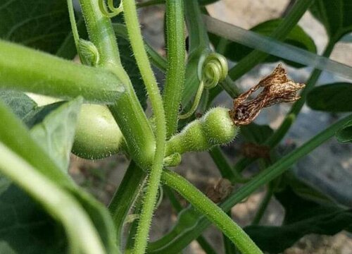 手捻葫芦种植时间和方法