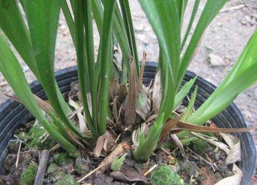 兰花僵苗的原因及解决方法