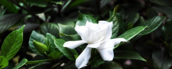 常见的观叶植物有哪些