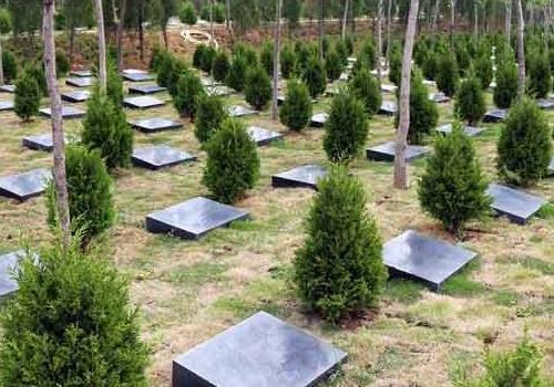 坟墓后面种什么树最吉利