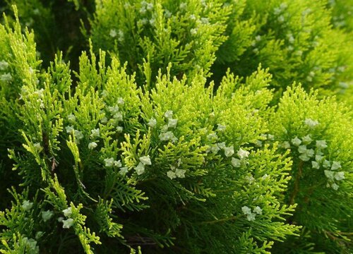 坟墓后面种什么树最吉利