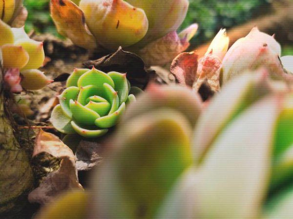 多肉时间长了怎么修剪