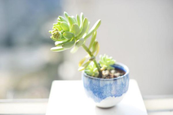 多肉时间长了怎么修剪