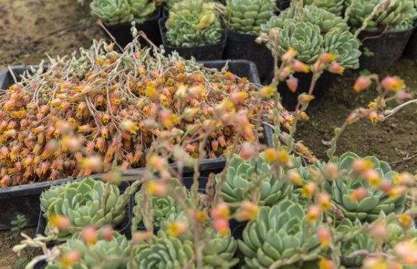 多肉时间长了怎么修剪