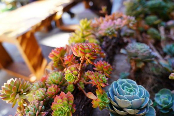 多肉时间长了怎么修剪