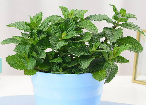 薄荷几天浇一次水比较好