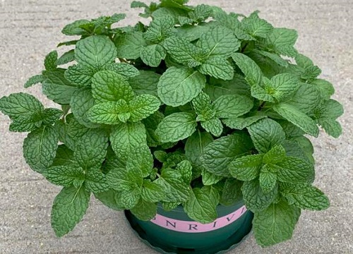 薄荷几天浇一次水比较好