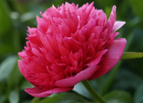 芍药花什么时候种植才能开花