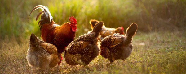 黄鼠狼会吃鸡吗