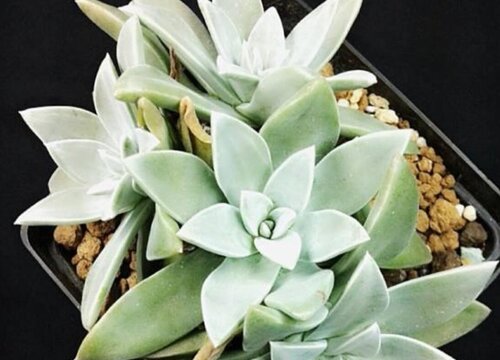 仙女杯什么时候休眠