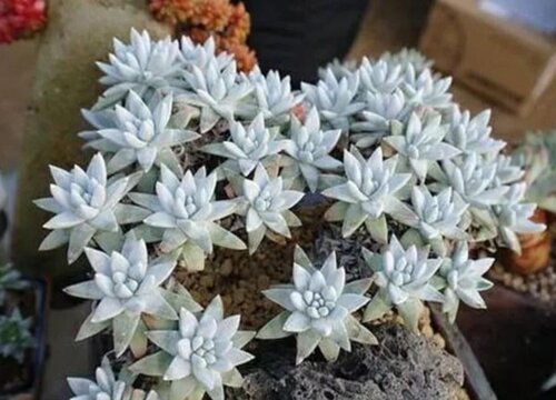 仙女杯什么时候休眠