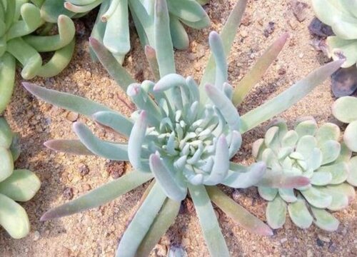 仙女杯什么时候休眠