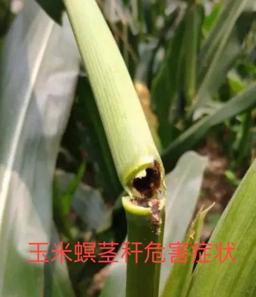 玉米螟用什么农药防治效果好