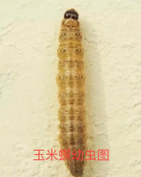 玉米螟用什么农药防治效果好