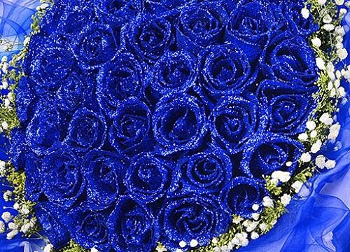 蓝色玫瑰的花语是什么意思