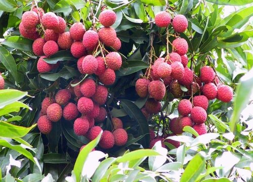 湖南适合种荔枝树吗