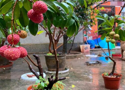 湖南适合种荔枝树吗